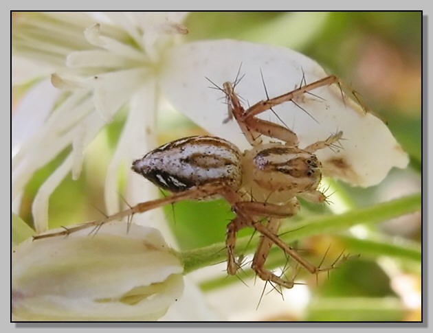 Ragno - Oxyopes lineatus?